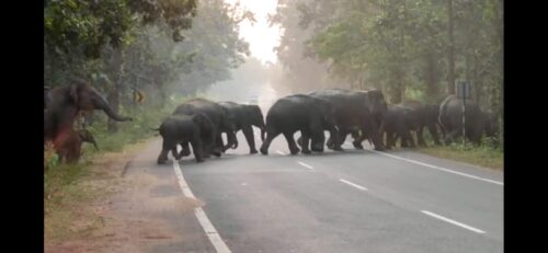 elephant in bishnupur