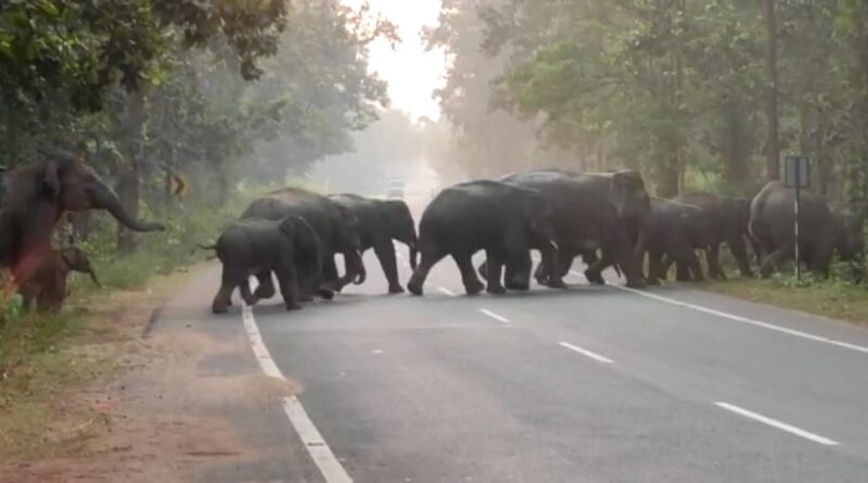 elephant in bishnupur