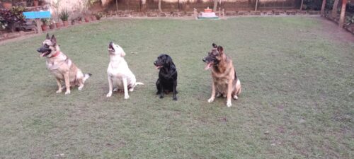 RPF DOG SQUAD