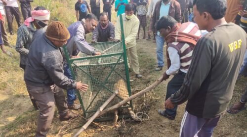 ধরা পড়লো আফ্রিকান স্ট্রিপেড হায়না