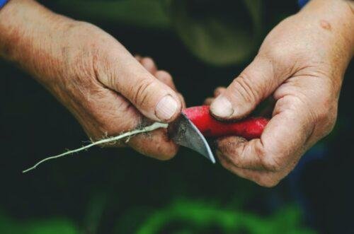 hands cutting radish