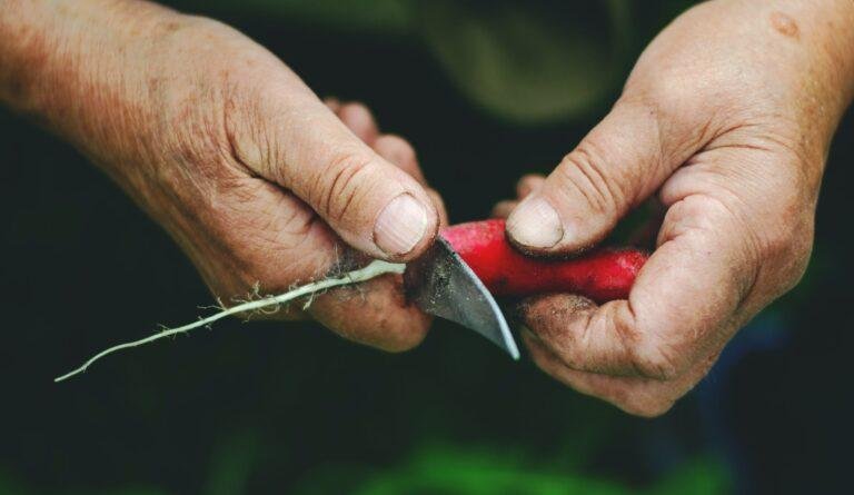 hands cutting radish