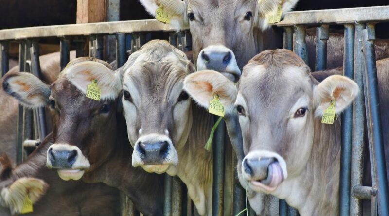 cows-dairy-cows-milk-food-162801.jpeg