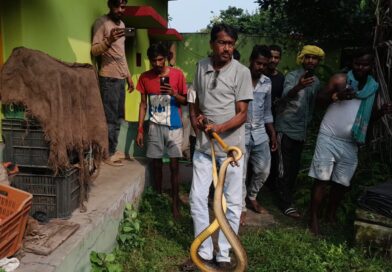 বাড়ি থেকে উদ্ধার করা হলো সাত ফুটের সাপ