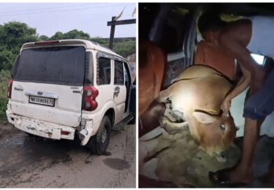 আসানসোলে চারচাকা গাড়ি করে গরু চুরি করে পালানোর চেষ্টা, পুলিশের ধাওয়ায় পালালো চোরের দল