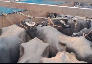 बंगाल-झारखंड सीमा पर गौरक्षा समिति की सक्रियता  कुल्टी चेकपोस्ट पर मवेशियों से लदा ट्रक पुलिस ने पकड़ा, चालक समेत 4 गिरफ्तार